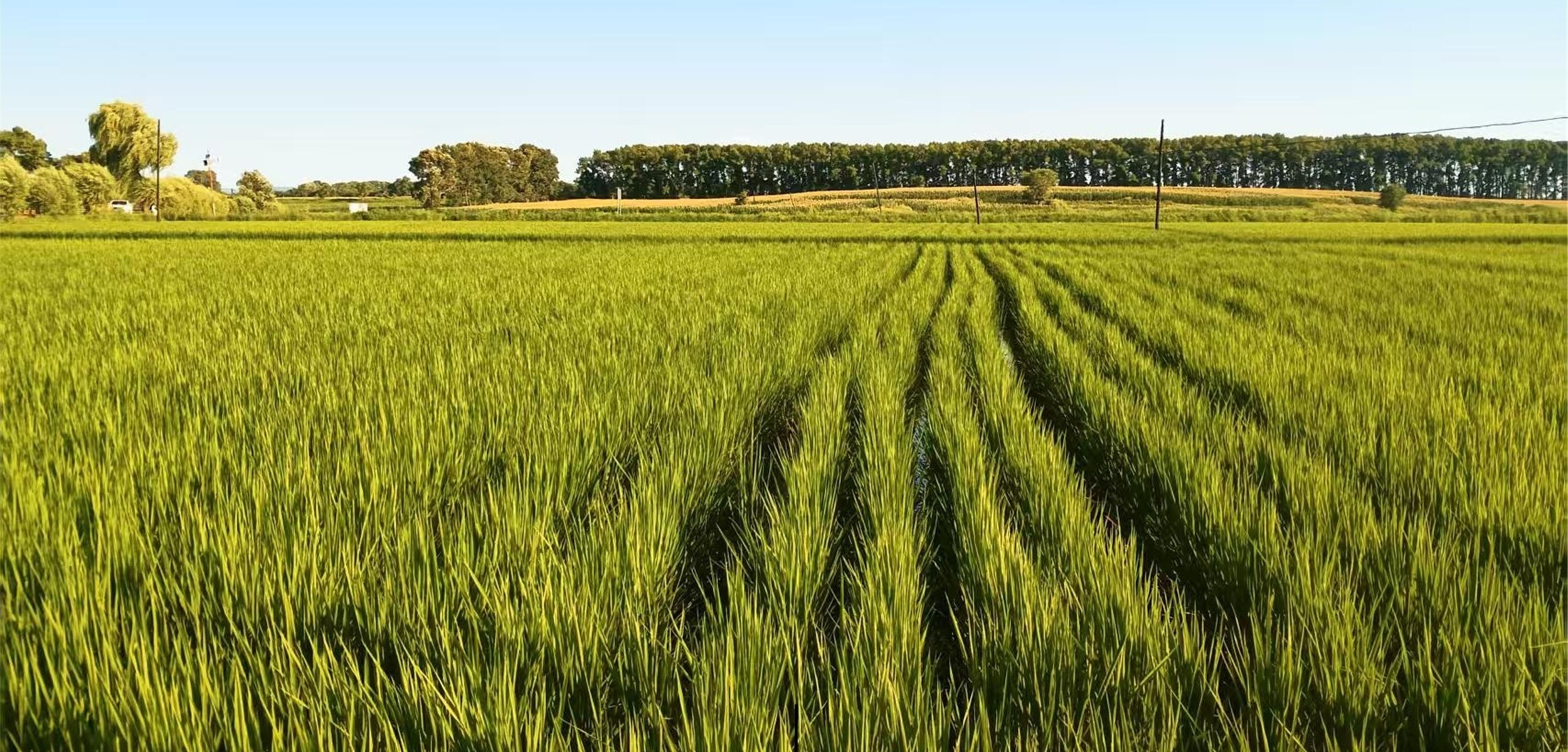 响水大米每一粒大米 仿佛是大自然精心雕琢的艺术品