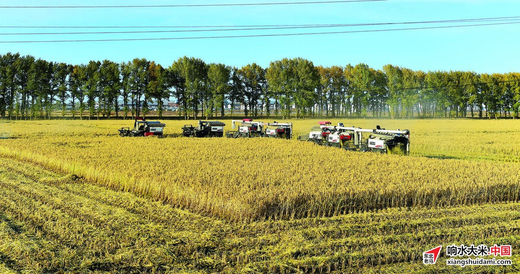 响水大米网 响水大米网