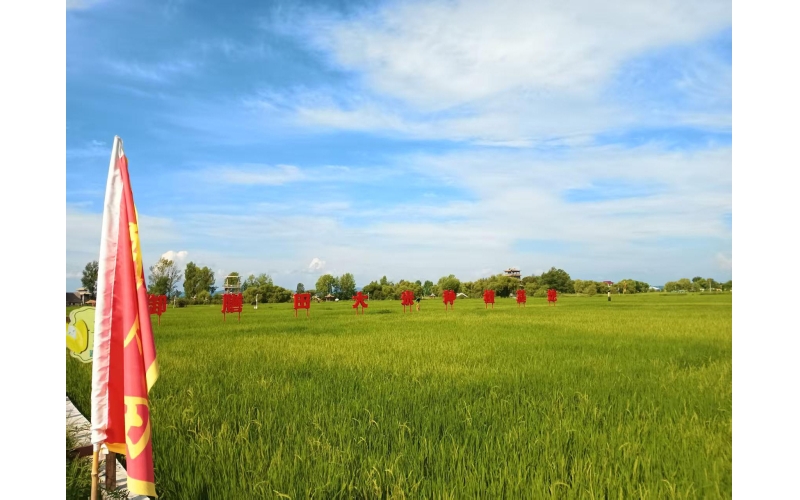 图片-目前黑龙江省牡丹江市宁安市渤海镇响水村水稻长势良好情况图片