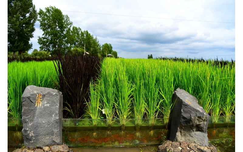 响水大米未来产业发展方向论述