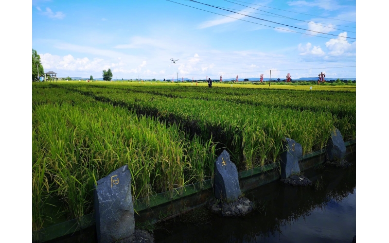 响水大米：长在石板上的大米